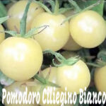 Pomodoro Yellow Pear