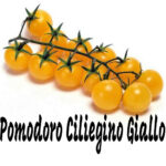 Pomodoro Datterino Giallo