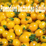 Pomodoro Ciliegino Giallo