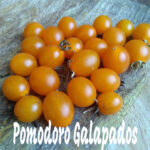 Pomodoro Ciliegino Giallo