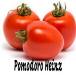 Pomodoro Nepal