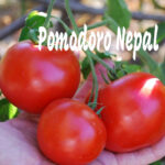 Pomodoro Sioux