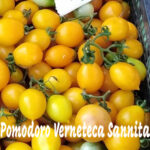 Pomodoro Datterino Giallo